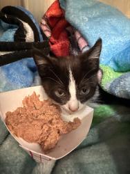Shelter Stray Unknown Cat last seen Douglas ave, Oakland, CA, 1101 29th Ave, Oakland, CA 94601, USA