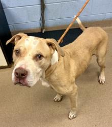 Shelter Stray Male Dog last seen Near Wyndam Dr Stone Mountain, GA 30088, 30088, GA, 3280 Chamblee Dunwoody Rd, Chamblee, GA 30341, USA