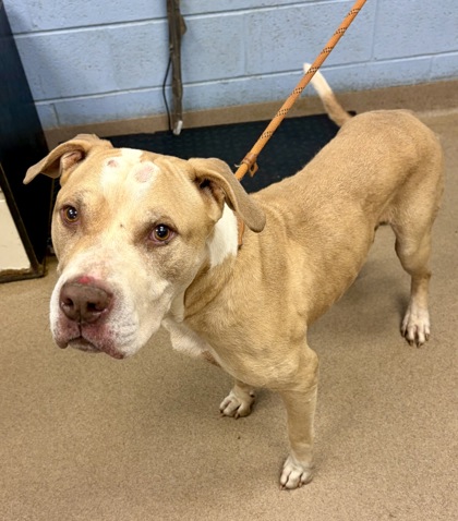 Shelter Stray Male Dog last seen Near Wyndam Dr Stone Mountain, GA 30088, 30088, GA, 3280 Chamblee Dunwoody Rd, Chamblee, GA 30341, USA