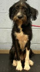 Shelter Stray Female Dog last seen Near Martin Road, 30088, GA, 3280 Chamblee Dunwoody Rd, Chamblee, GA 30341, USA