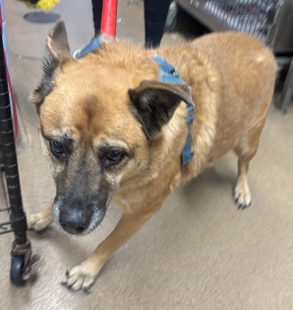 Shelter Stray Female Dog last seen Near Glenwood Ave, 30316, GA, 3280 Chamblee Dunwoody Rd, Chamblee, GA 30341, USA