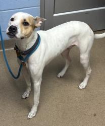 Shelter Stray Male Dog last seen , , GA, 3280 Chamblee Dunwoody Rd, Chamblee, GA 30341, USA