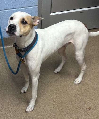 Shelter Stray Male Dog last seen , , GA, 3280 Chamblee Dunwoody Rd, Chamblee, GA 30341, USA