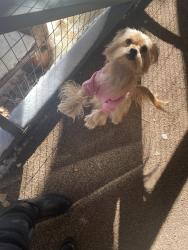 Lost Female Dog last seen Near farmdale and exposition, near USC AREA, Los Angeles, CA 90016