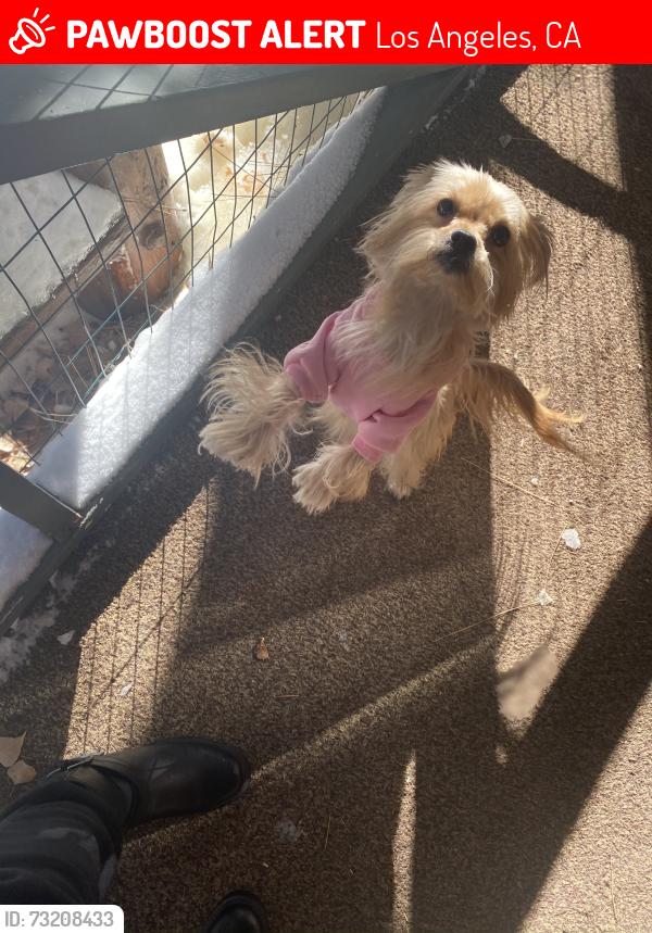 Lost Female Dog last seen Near farmdale and exposition, near USC AREA, Los Angeles, CA 90016