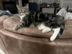 Reunited Female Cat last seen Lone tree golf course, Lone Tree, CO 80124