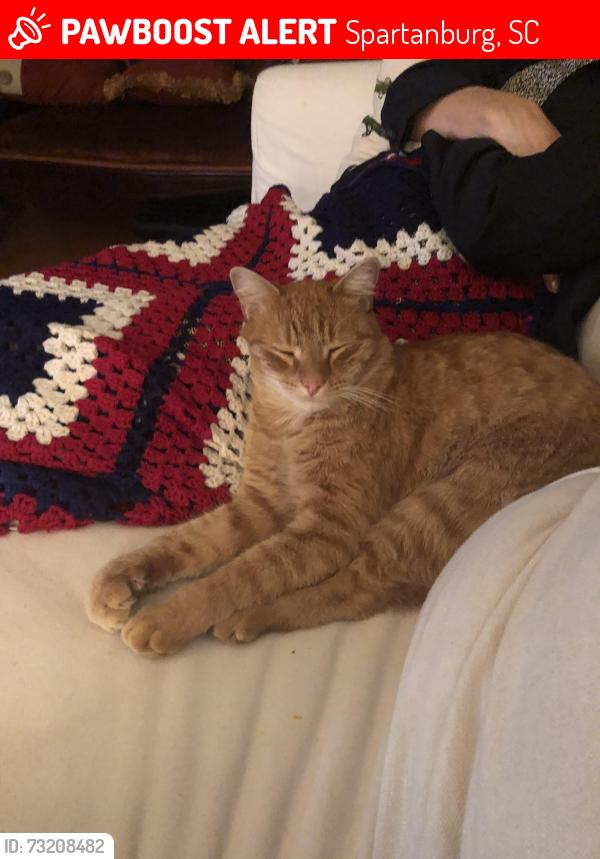 Lost Male Cat last seen Palmetto and Palmer St, Spartanburg, SC 29302