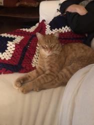 Lost Male Cat last seen Palmetto and Palmer St, Spartanburg, SC 29302