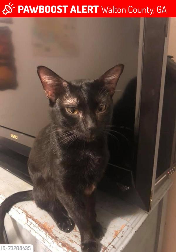 Lost Male Cat last seen Davan lane, Walton County, GA 30655