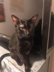 Lost Male Cat last seen Davan lane, Walton County, GA 30655