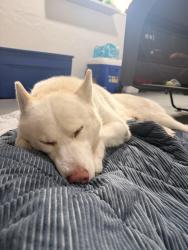 Reunited Male Dog last seen Arthur St, Hollywood, FL 33020