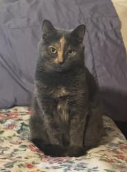 Lost Female Cat last seen Eastbrook rd, vista, Vista, CA 92081