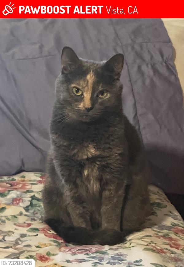 Lost Female Cat last seen Eastbrook rd, vista, Vista, CA 92081