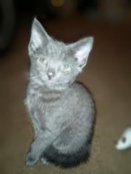 Reunited Female Cat last seen Near Mason Dixon Rd Hagerstown MD 21740, Hagerstown, MD 21740