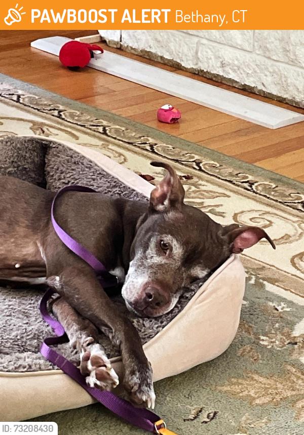 Found/Stray Female Dog last seen Downs Rd. West Rock , High Rock.Hamden Mt. Carmel, Bethany, CT 06524