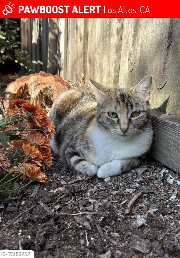 Lost Female Cat last seen University, Los Altos, CA 94024