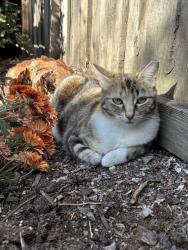 Lost Female Cat last seen University, Los Altos, CA 94024