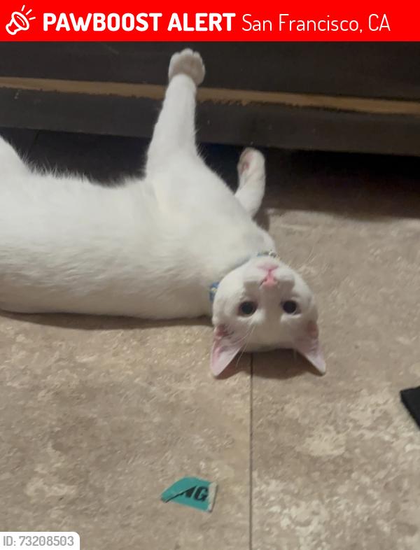 Lost Male Cat last seen Capitol ave, San Francisco, CA 94112