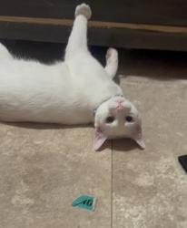 Lost Male Cat last seen Capitol ave, San Francisco, CA 94112