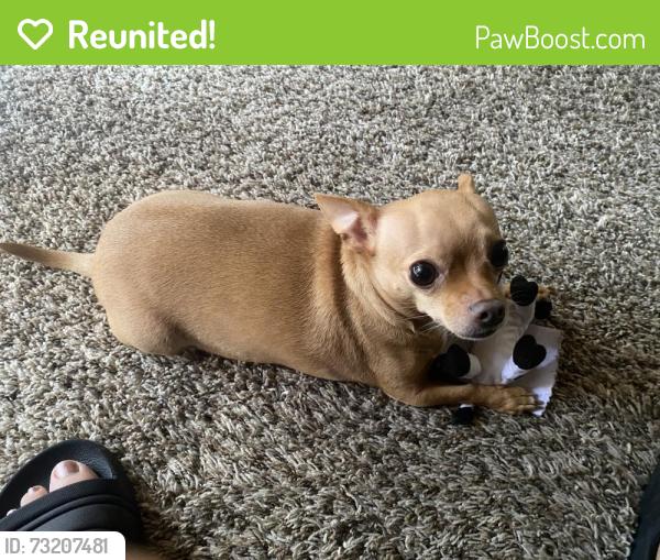Reunited Female Dog last seen Quail ridge apmts, Fort Worth, TX 76103