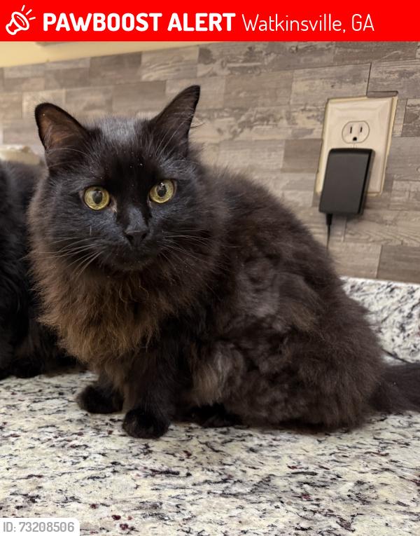 Lost Female Cat last seen Victoria station and station drive, Watkinsville, GA 30677