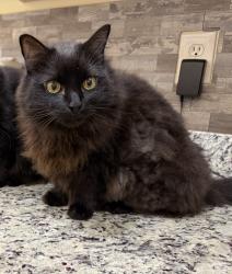 Lost Female Cat last seen Victoria station and station drive, Watkinsville, GA 30677