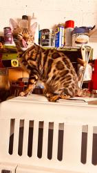 Reunited Female Cat last seen Bathurst and dundas, Toronto, ON M5T 1M8