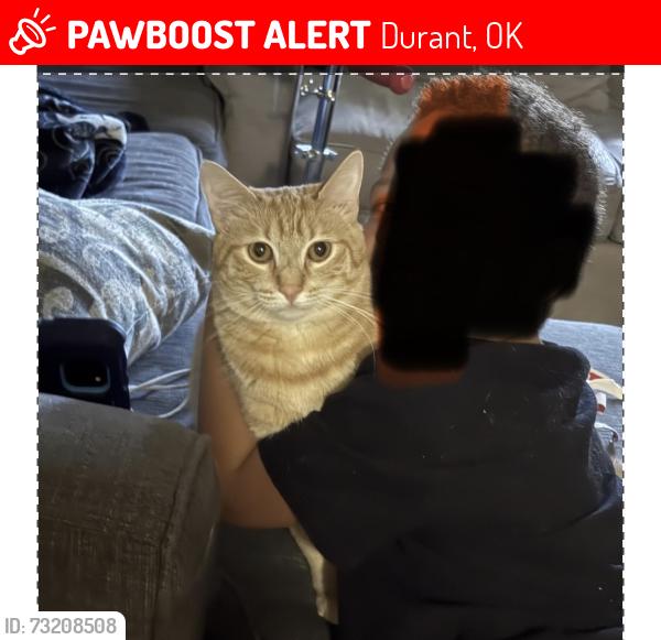 Lost Male Cat last seen Wood Manor apmts, Durant, OK 74701