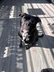 Lost Male Dog last seen Airport blvd & I35, Austin, TX 78722