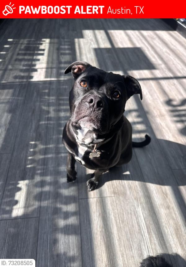 Lost Male Dog last seen Airport blvd & I35, Austin, TX 78722