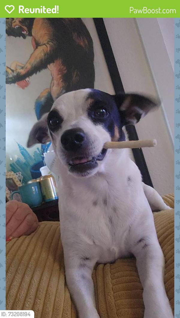 Reunited Male Dog last seen Cambridge/Taft, Orange, CA 92867