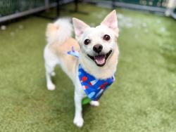 Shelter Stray Male Dog last seen Elder Avenue, BRONX, NY, 10472, 326 E 110th St, New York, NY 10029, USA