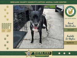 Shelter Stray Female Dog last seen FL, 5100 W Eau Gallie Blvd, Melbourne, FL 32934, USA