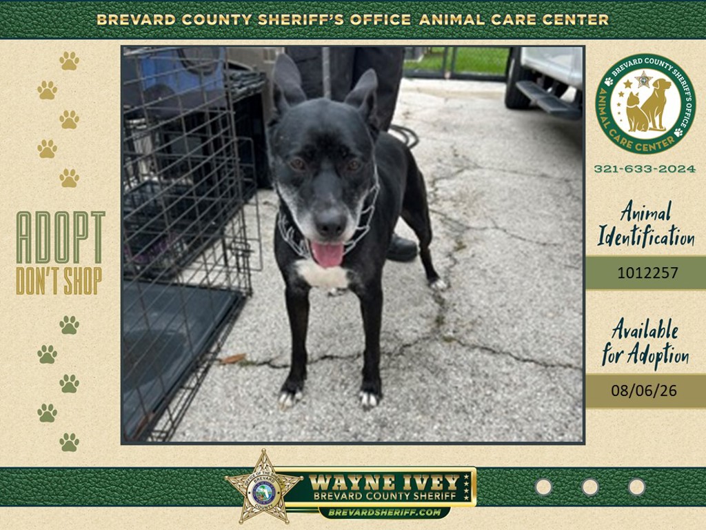 Shelter Stray Female Dog last seen FL, 5100 W Eau Gallie Blvd, Melbourne, FL 32934, USA