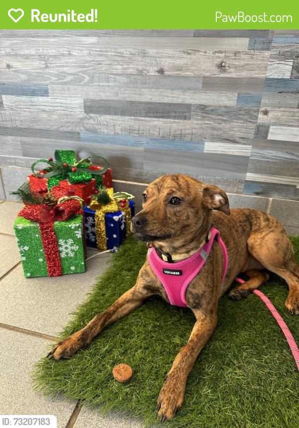 Reunited Female Dog last seen Cornelia and Irving, Brooklyn, NY 11237
