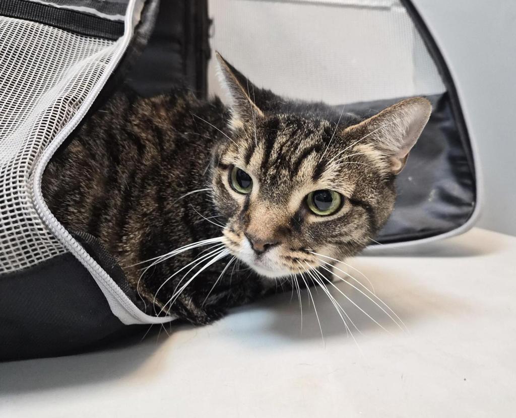 Shelter Stray Female Cat last seen Near Astor Avenue, BRONX, NY, 10467, 326 E 110th St, New York, NY 10029, USA
