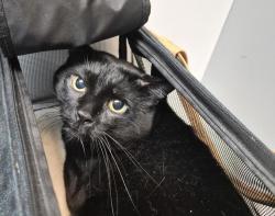 Shelter Stray Male Cat last seen Near Astor Avenue, BRONX, NY, 10467, 326 E 110th St, New York, NY 10029, USA