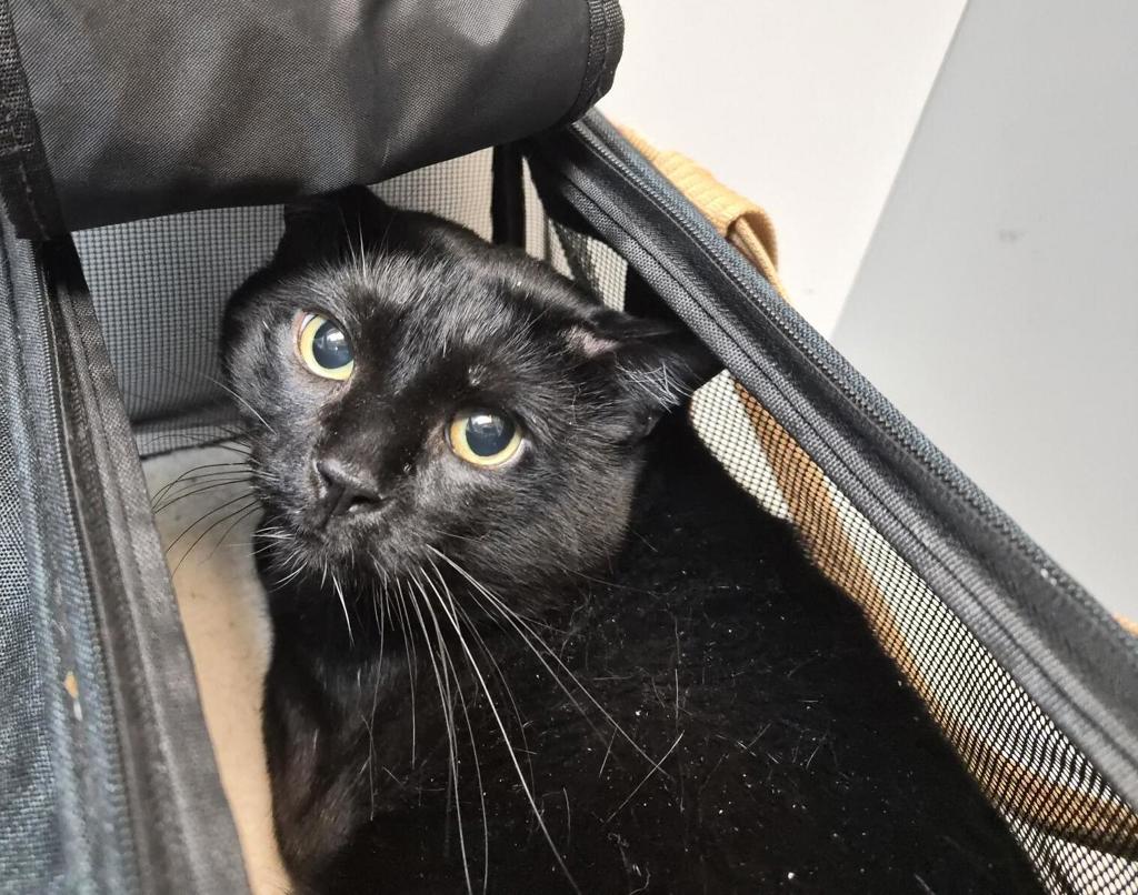 Shelter Stray Male Cat last seen Near Astor Avenue, BRONX, NY, 10467, 326 E 110th St, New York, NY 10029, USA