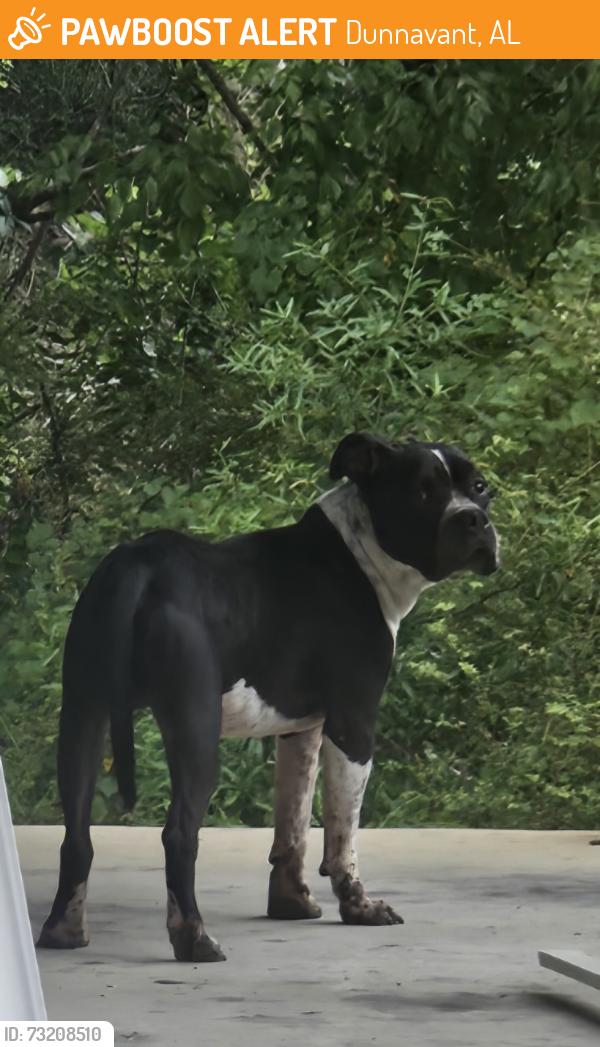 Found/Stray Male Dog last seen Hwy. 25 / Hwy. 41, Dunnavant, AL 35094