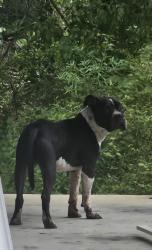 Found/Stray Male Dog last seen Hwy. 25 / Hwy. 41, Dunnavant, AL 35094