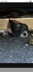 Reunited Female Dog last seen Orangecrest and Haltern St., Azusa, CA 91702