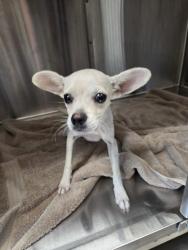 Shelter Stray Female Dog last seen Near Fletcher Parkway, El Cajon, CA, 92021, El Cajon, CA 92020, USA