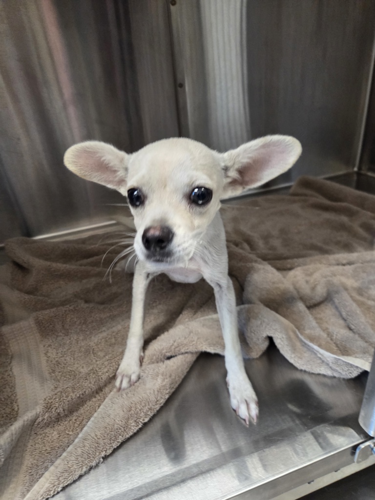 Shelter Stray Female Dog last seen Near Fletcher Parkway, El Cajon, CA, 92021, El Cajon, CA 92020, USA