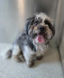 Shelter Stray Male Dog last seen Near Baldwin Avenue, PONTIAC, MI, 48342, 1200 N Telegraph Building 42E, Pontiac, MI 48340, USA