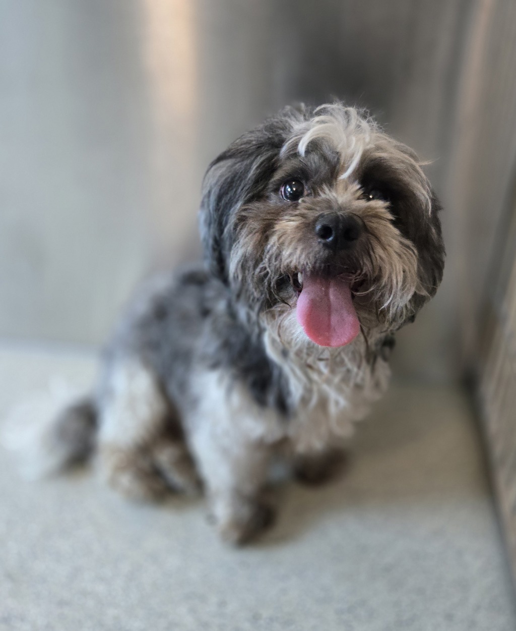 Shelter Stray Male Dog last seen Near Baldwin Avenue, PONTIAC, MI, 48342, 1200 N Telegraph Building 42E, Pontiac, MI 48340, USA