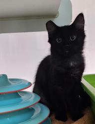 Shelter Stray Female Cat last seen Island Avenue, San Diego, CA, 92102, 5500 Gaines St, San Diego, CA 92110, USA
