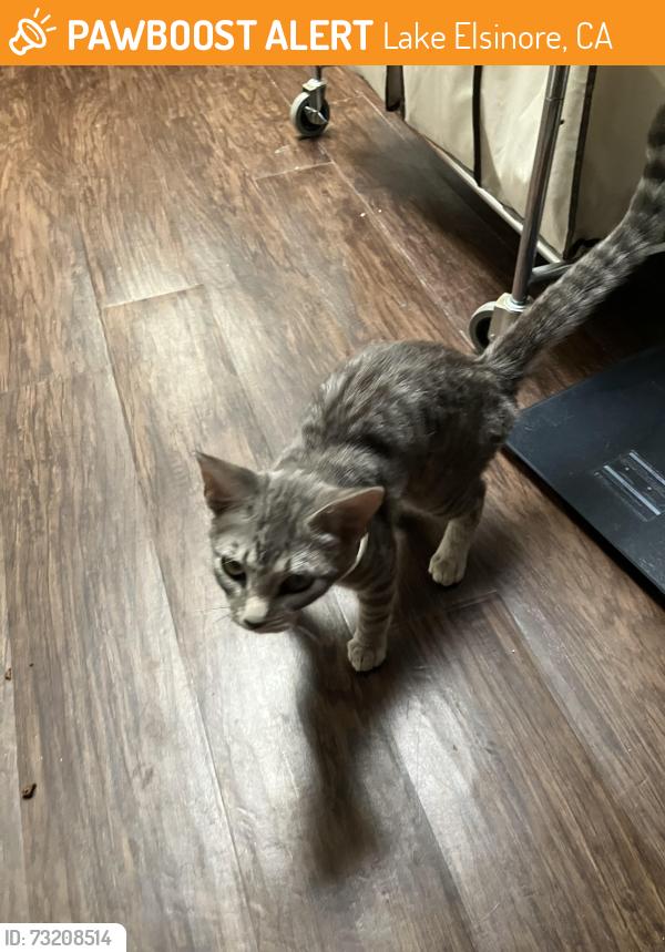 Found/Stray Unknown Cat last seen Near, Lake Elsinore, CA 92530