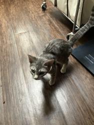 Found/Stray Unknown Cat last seen Near, Lake Elsinore, CA 92530