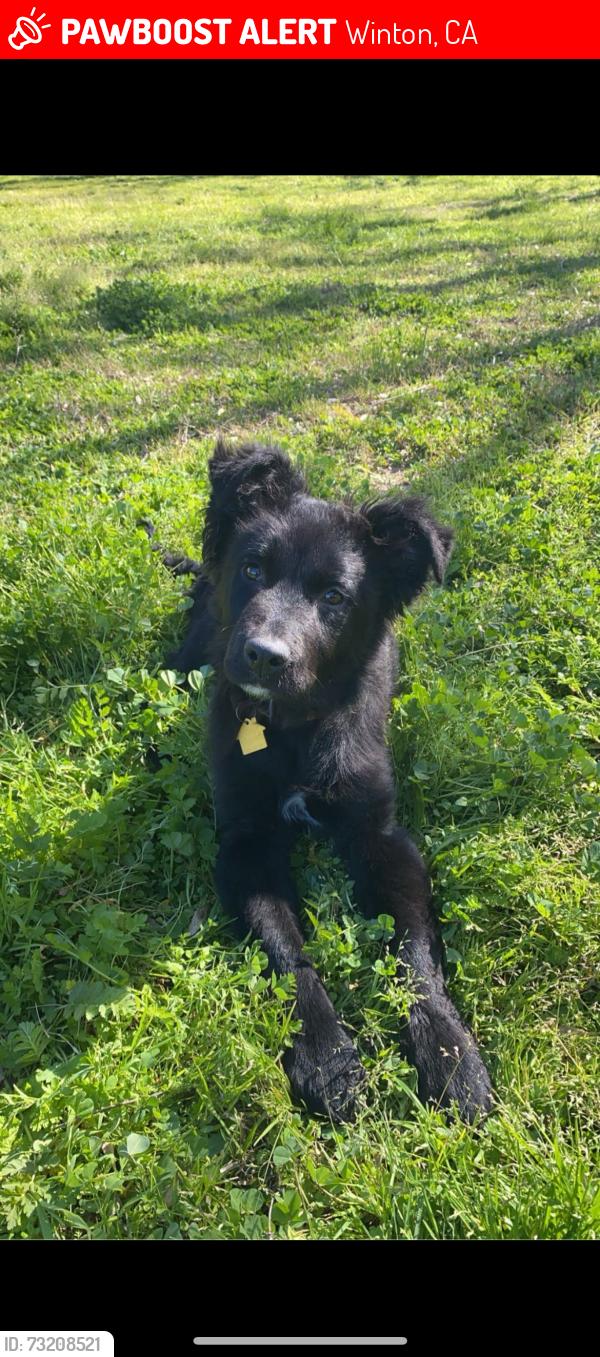 Lost Male Dog last seen Walnut, Winton, CA 95388