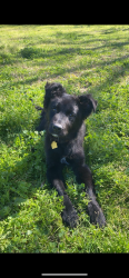 Lost Male Dog last seen Walnut, Winton, CA 95388
